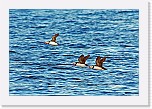 lunnit2 Arctic (Atlantic) Puffin * 2176 x 1464 * (3.3MB)